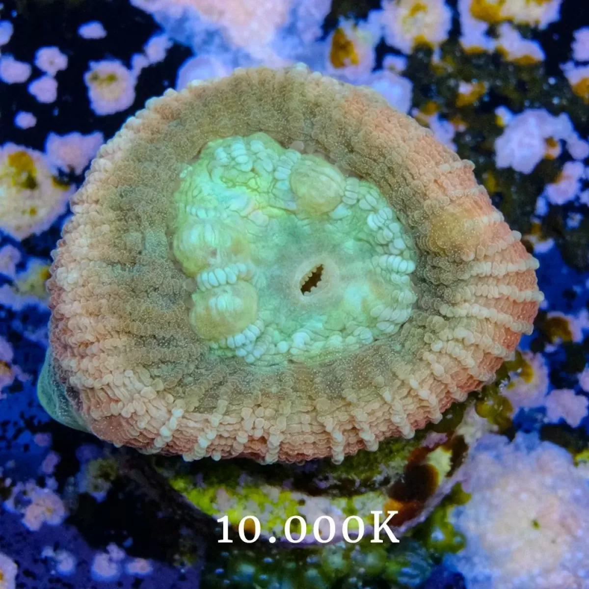 TERMİK VW FAN 2.4 2.6 2.8 PASSAT A4 A6 96-03